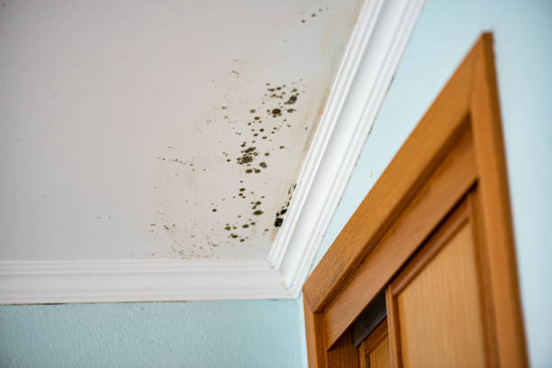 Best Residential Mold Removal  in Snellville, GA